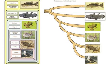 Nesting and branching diagrams for the bony vertebrates