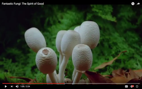 Fantastic Fungi: The Spirit of Good (Video)