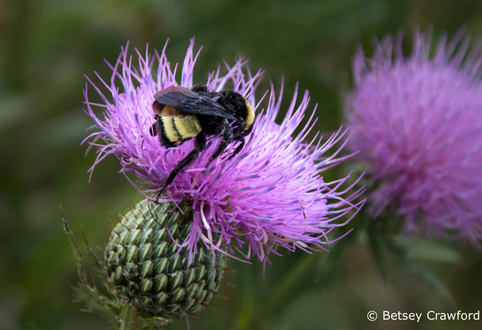 Treasuring bees, saving the world