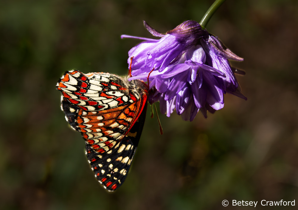 chalcedon-checkerspot-butterfly-euphydryas-chalcedona-with-blue-dick-dichelostemma-capitatum-King-Mountain-Larkspur-California-by-Betsey-Crawford
