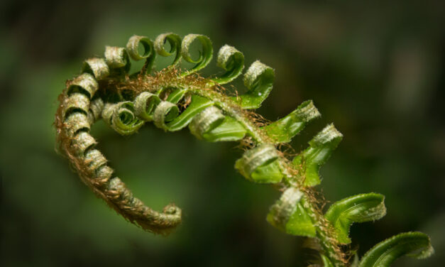 The survivors: the long consolation of ferns