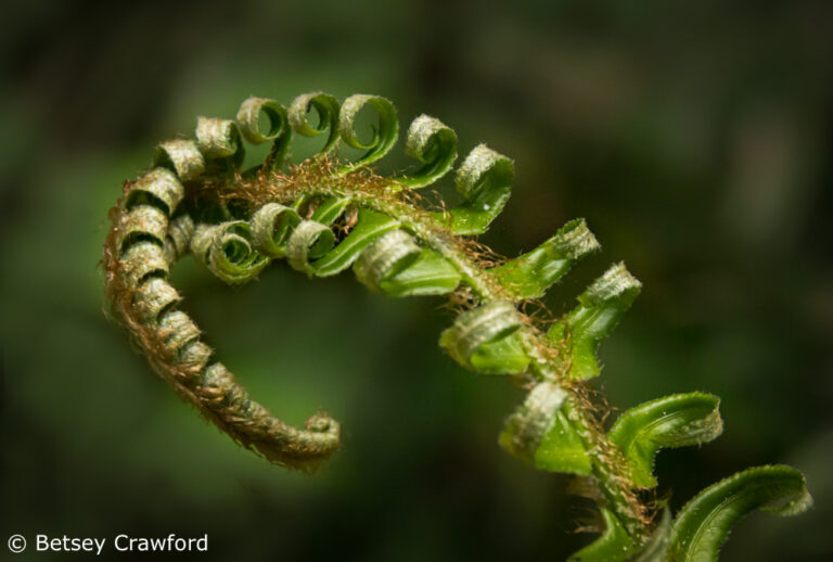 The survivors: the long consolation of ferns
