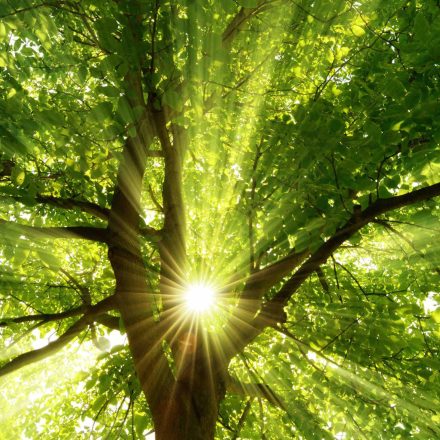 Sunrays dramatically falling through a tree - Deeptime Network