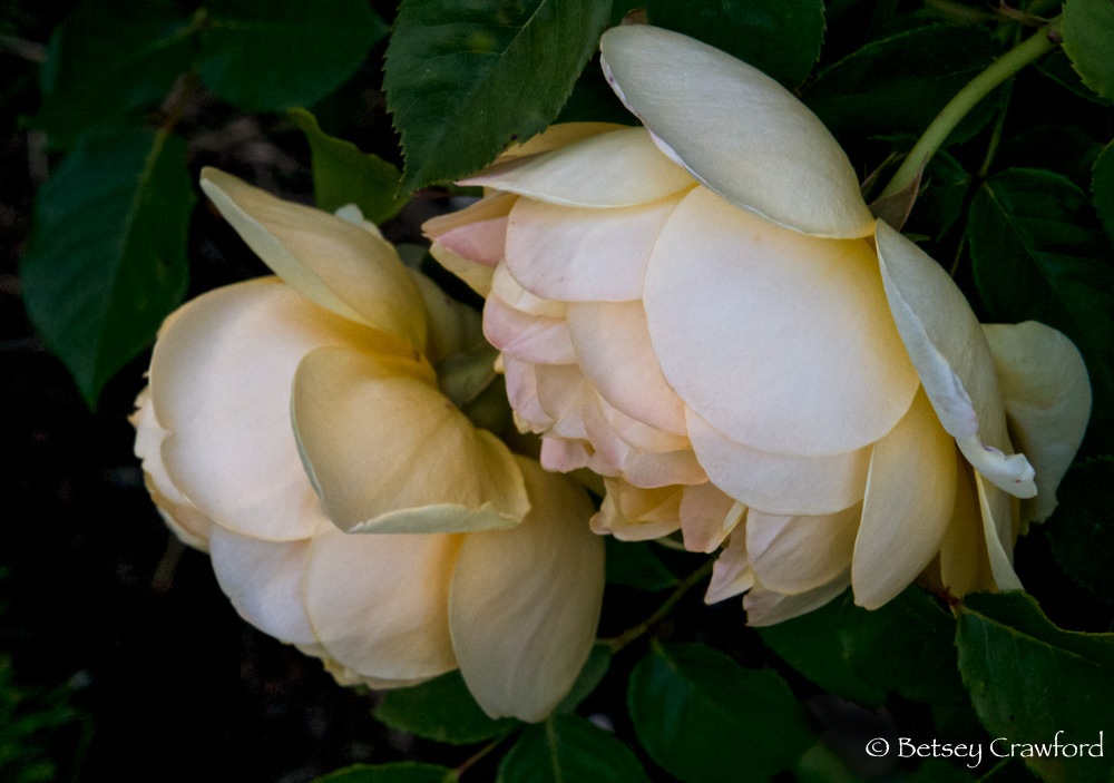 David-Austin-roses-Manito-Park-Spokane-Washington-by-Betsey-Crawford
