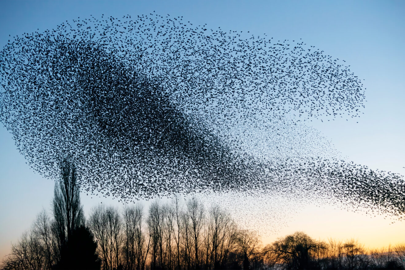 Beautiful,Large,Flock,Of,Starlings.,A,Flock,Of,Starlings,Birds