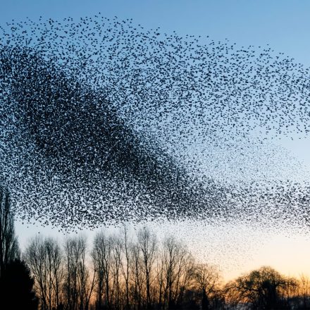 Beautiful,Large,Flock,Of,Starlings.,A,Flock,Of,Starlings,Birds - Deeptime Network