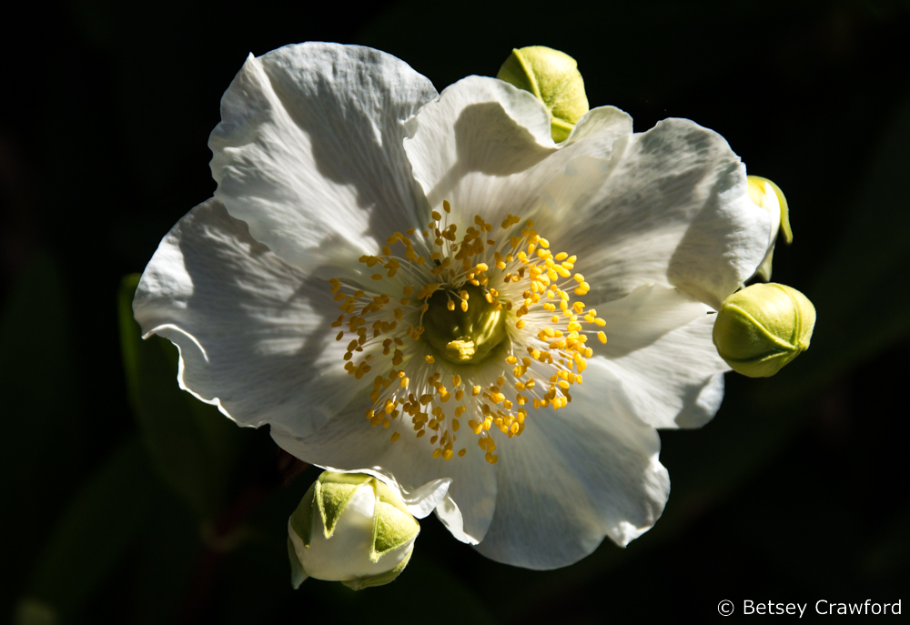 bush-anemone-carpenteria-californica-white-native-plant-garden-San-Ramon-California-by-Betsey-Crawford