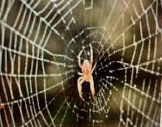 The Web of Life (Starring the Itsy-Bitsy Spider)