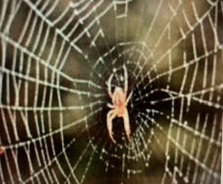 The Web of Life (Starring the Itsy-Bitsy Spider)