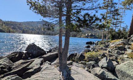 Washing The Feet Of Trees