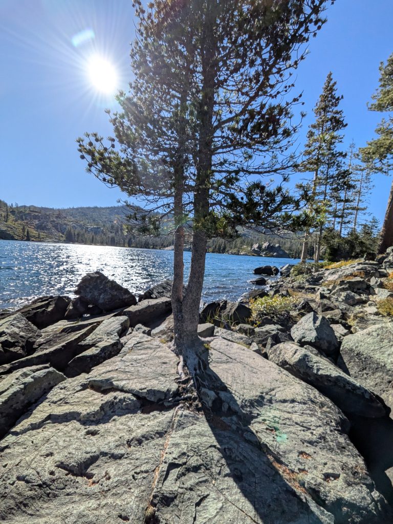 Washing The Feet Of Trees