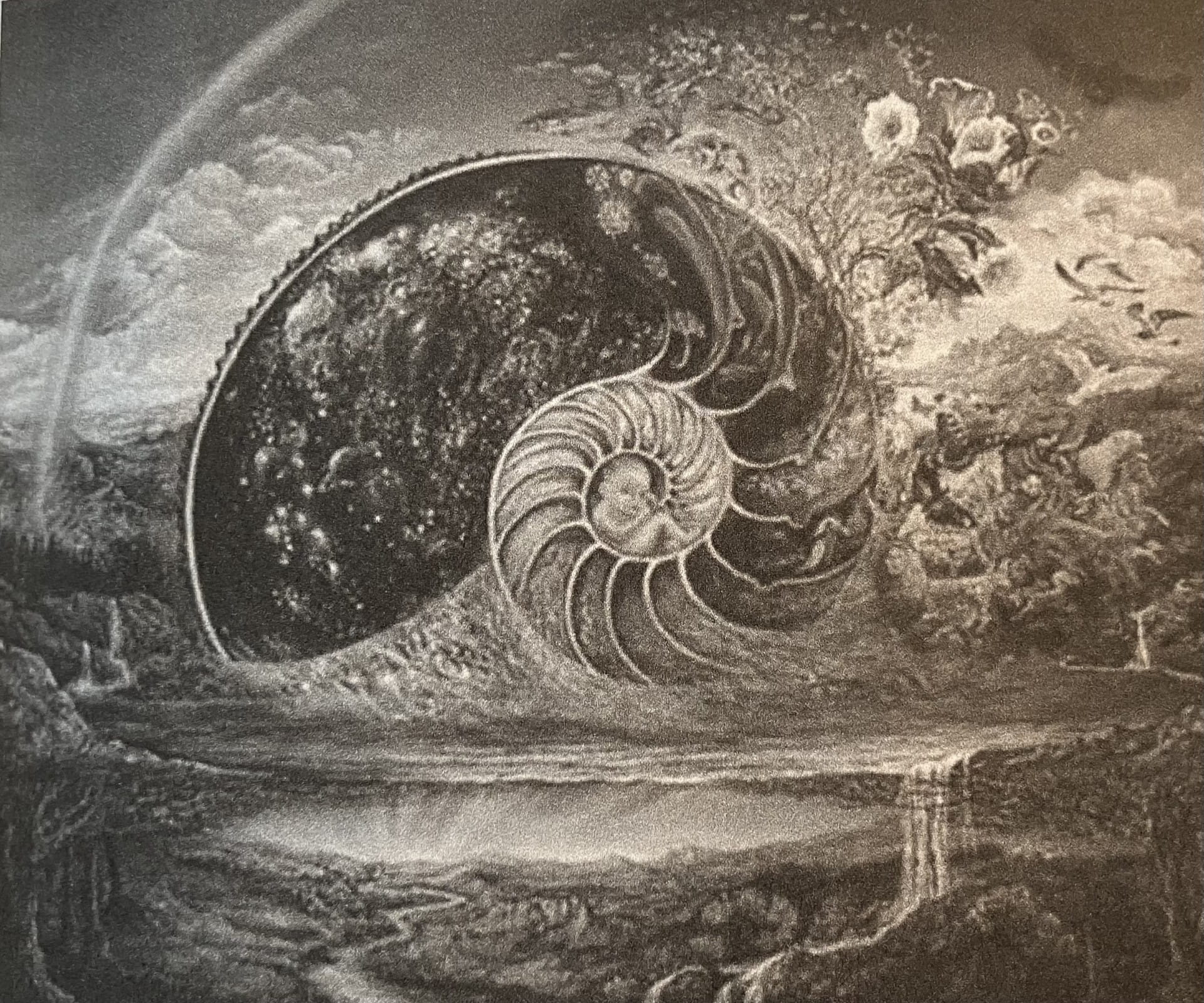Nautilus shell - Deeptime Network